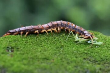 What Do Centipedes Eat? A Complete Guide to Their Diet