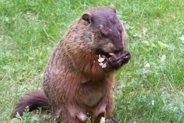 What Do Groundhogs Eat? Everything You Need to Know
