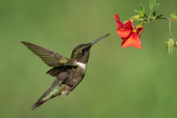 What Do Hummingbirds Eat & How to Attract Them to Your Yard