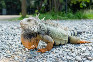 What Do Iguanas Eat? Discover the Perfect Diet for Your Pet