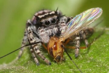 What Do Jumping Spiders Eat? Unveiling Their Nutritional Needs