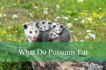 What Do Possums Eat? Everything You Need to Know