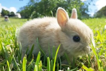 What Do Rabbits Eat? A Complete Guide to Their Diet