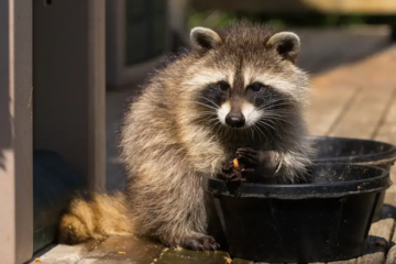 What Do Raccoons Eat? Exploring Their Eating Habits