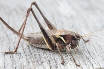 What Does a Cricket Look Like? A Detailed Guide with Pictures