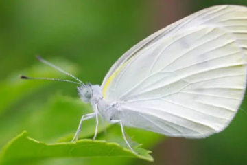 What Does It Mean When You See a White Butterfly?