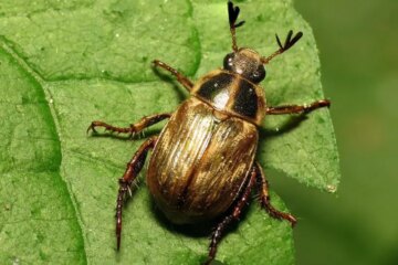 What Eats Beetles? Shocking Facts About Their Natural Enemies
