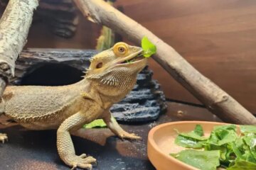 What Foods Can Bearded Dragons Eat Daily?