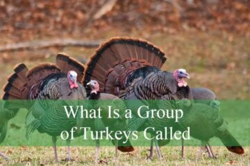 What Is a Group of Turkeys Called? Fun Facts You Didn’t Know