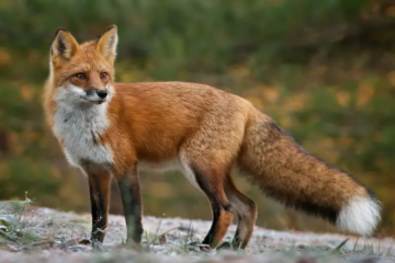 Where Do Foxes Live in Georgia and How to Spot Them in the Wild
