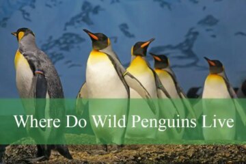 Where Do Wild Penguins Live? You Might Be Surprised
