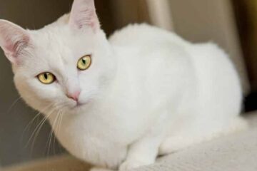 300 Awesome White Cat Names