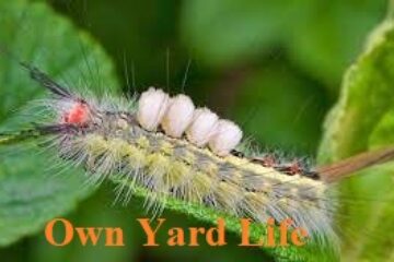 20 Types of Moth Caterpillars (With Pictures)