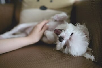 How to Massage a Puppy