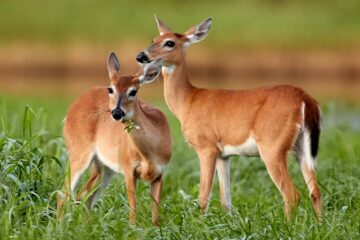 Secrets of White Tailed Deer in Florida: Habitat, Behavior, and More