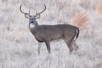 4 Types of Deer in Pennsylvania (With Pictures and Identification)