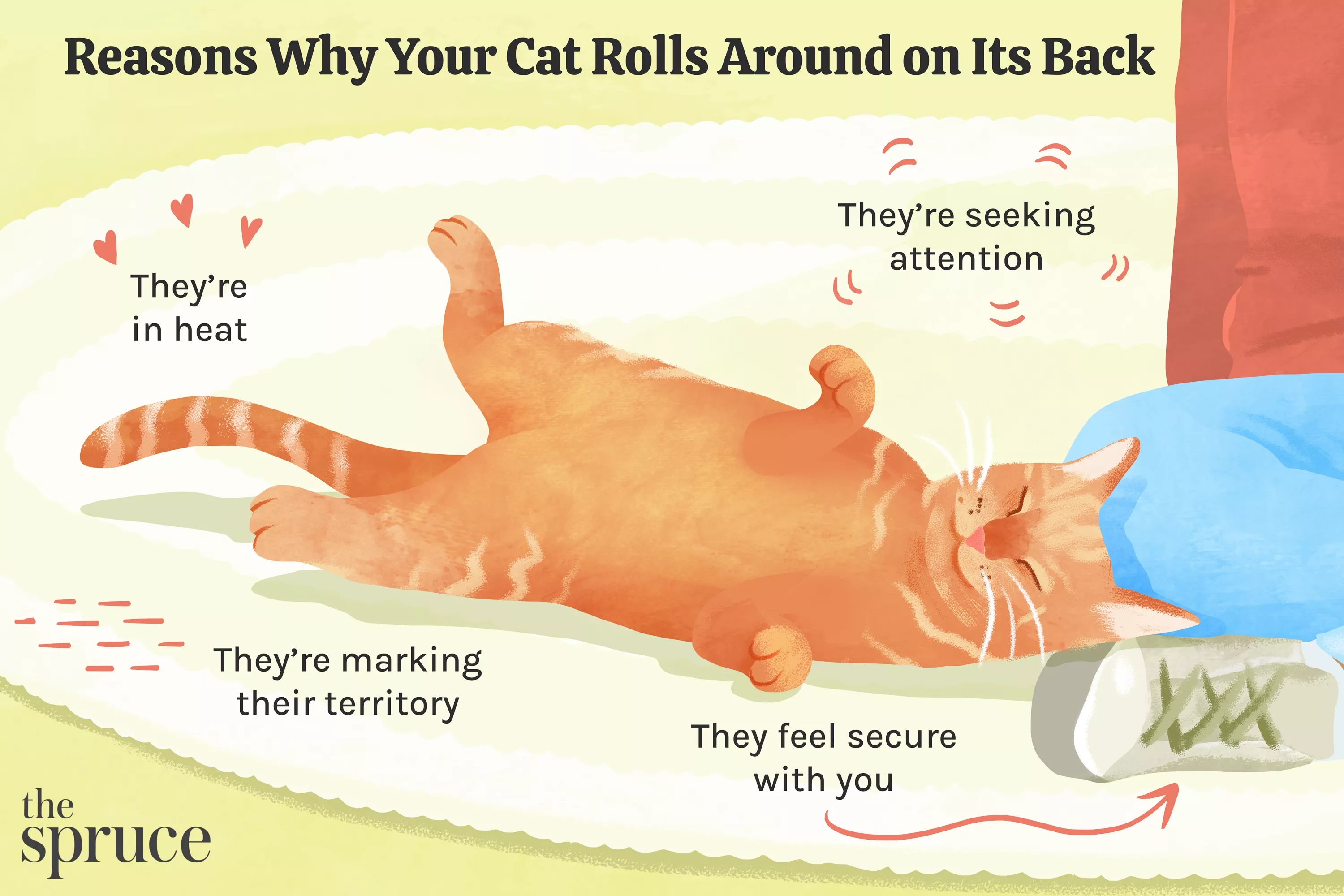 Reasons Why Your Cat Rolls Around on Its Back