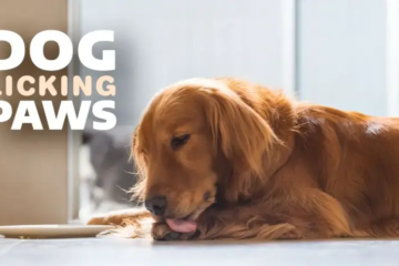 Why Do Dogs Lick Their Paws? Find Out the Reasons