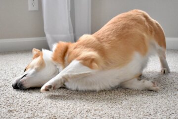 Reasons Dogs Rub Their Faces and What It Means