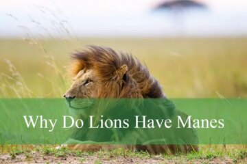Why Do Lions Have Manes? Fascinating Facts You Should Know