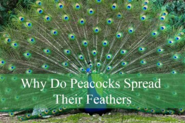 Why Do Peacocks Spread Their Feathers? Fascinating Facts