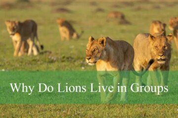 Why Do Lions Live in Groups? Secrets of Their Social Life