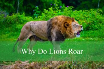 Why Do Lions Roar? Fascinating Facts About Their Communication