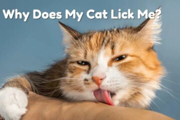 Why Does My Cat Lick Me? Top Reasons Explained