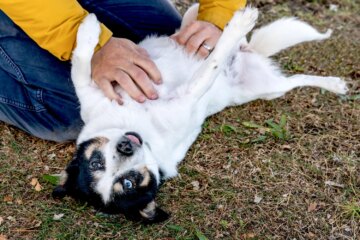 Why Do Dogs Like Belly Rubs So Much?