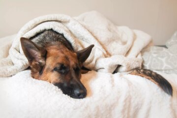 Why Do Dogs Sleep So Much? Learn If It’s Natural Instinct or a Health Concern
