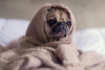 Why Is My Dog Shaking? When to Worry and What to Do