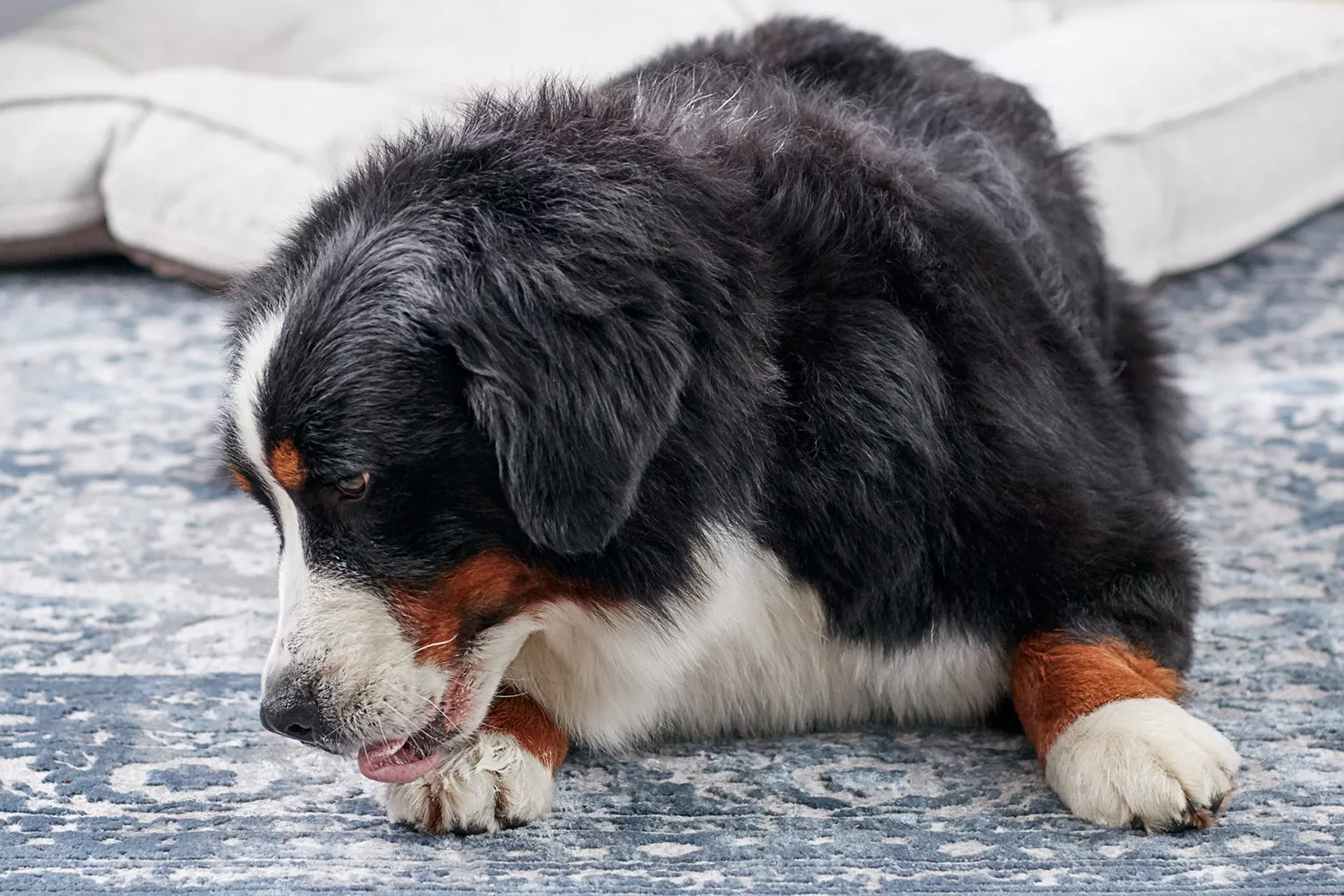 Bernese Mountain Dog licking his paws