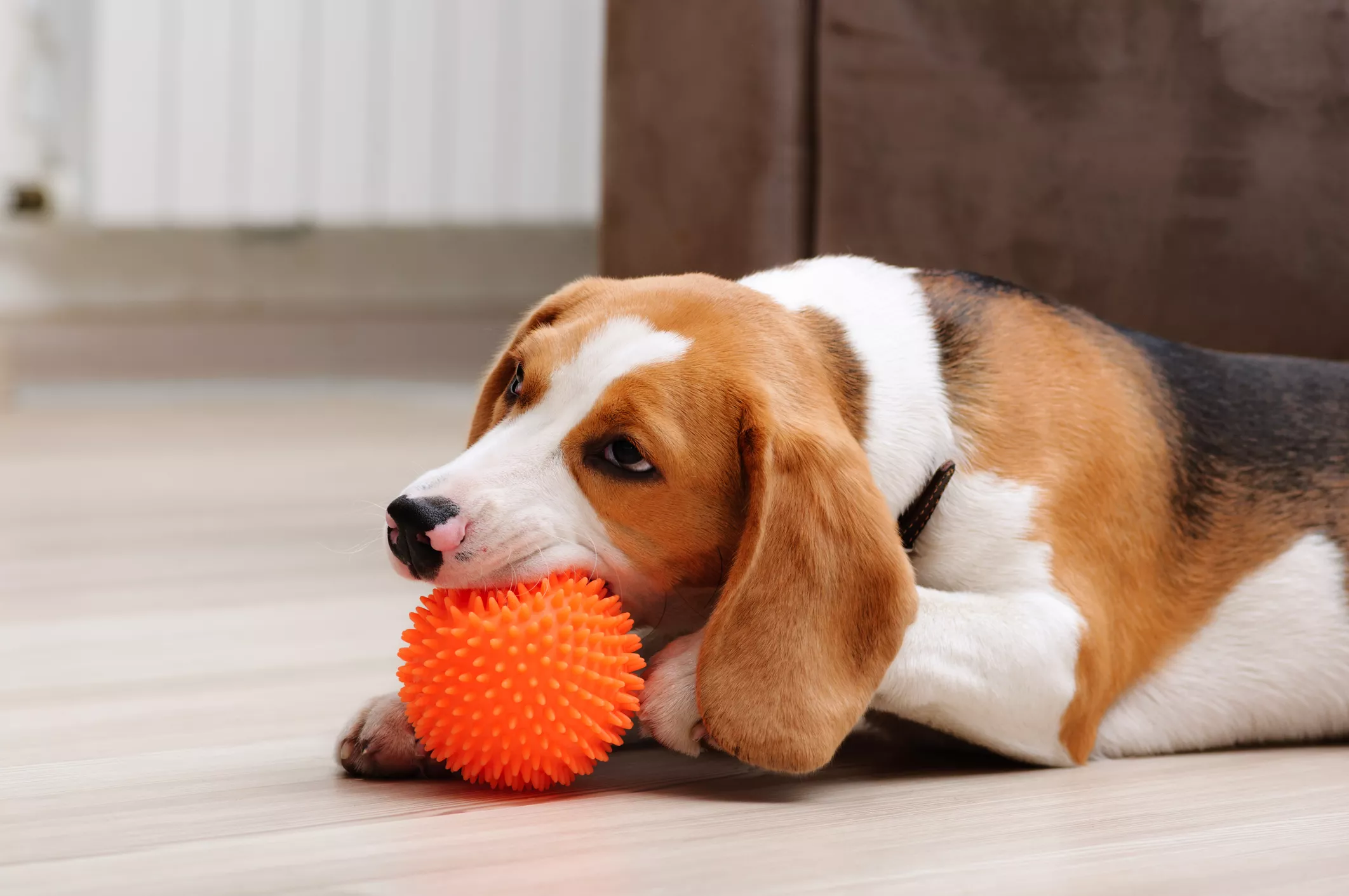 Beagle playing with an orange spikey ball toy