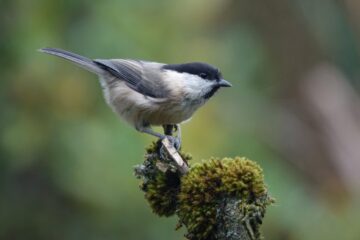19 Types of Tit Birds with Pictures and Identification