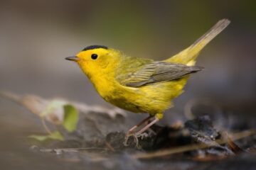 60 Black and Yellow Bird Species (Pictures and Identification)