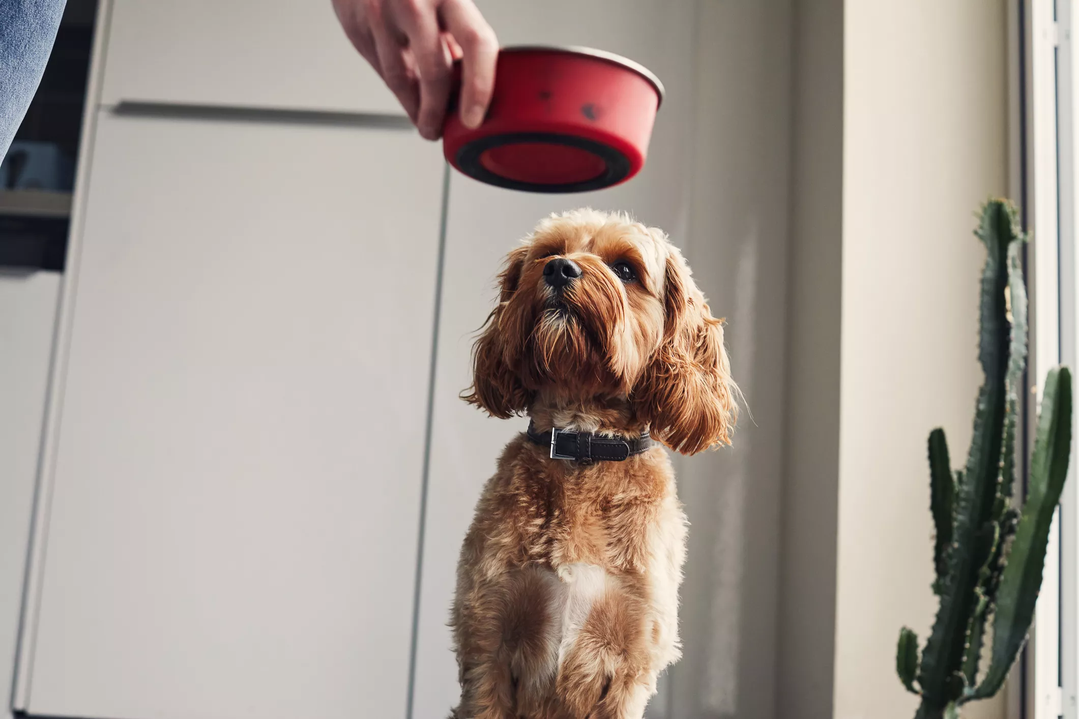 dog food allergies