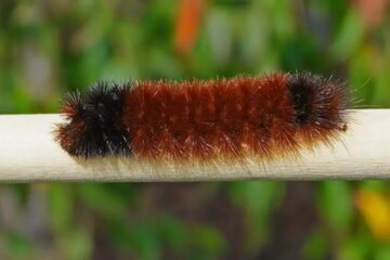 Woolly Bear Caterpillars: Everything You Need to Know