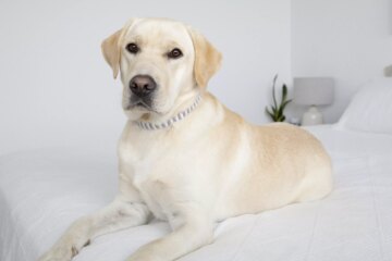 10 Worst Dog Breeds for Allergies: Avoid These Triggers