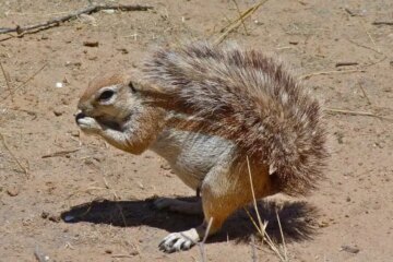 30 Animals That Start With X (With Pictures and Names)