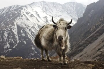 43 Animals That Start With Y (With Pictures and Names)