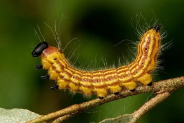 62 Types of Yellow Caterpillars with Black Spikes (With Pictures)