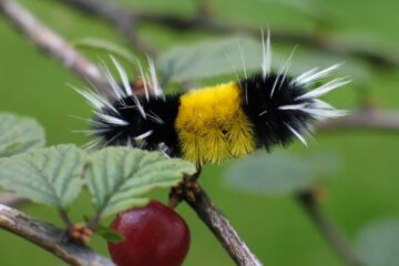 21 Types of Hairy Caterpillars (Pictures and Identification)