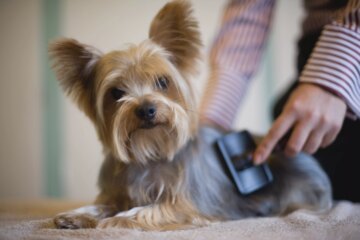 10 Best Dog Breeds That Don’t Shed Much