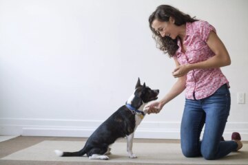 DIY Obedience Training for Dogs: A Step-by-Step Guide