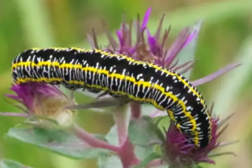 26 Types of Yellow Caterpillars (With Pictures)
