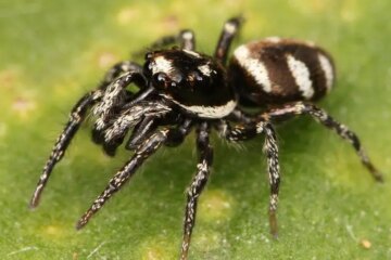 27 Black Spiders with White Stripes (Pictures and Identification)