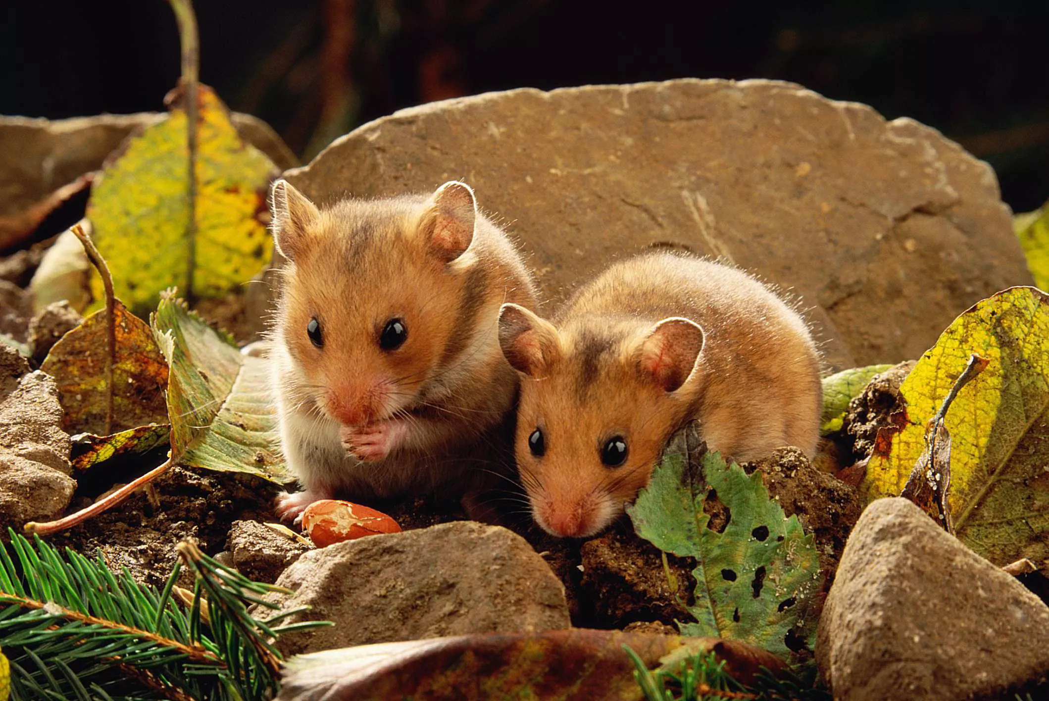 Sexing Hamsters - Diagram - Female or Male Hamster