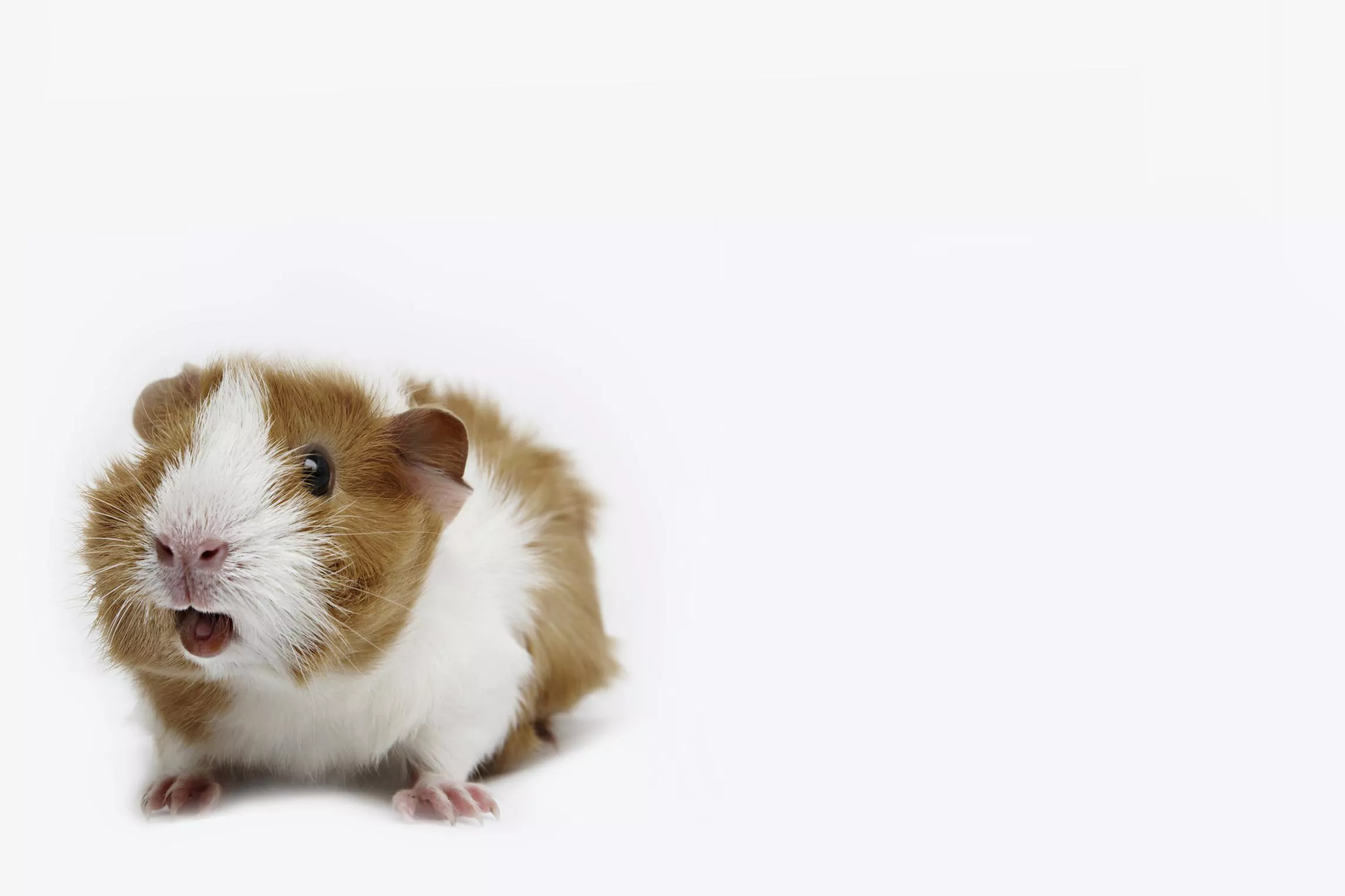Guinea pig on white background