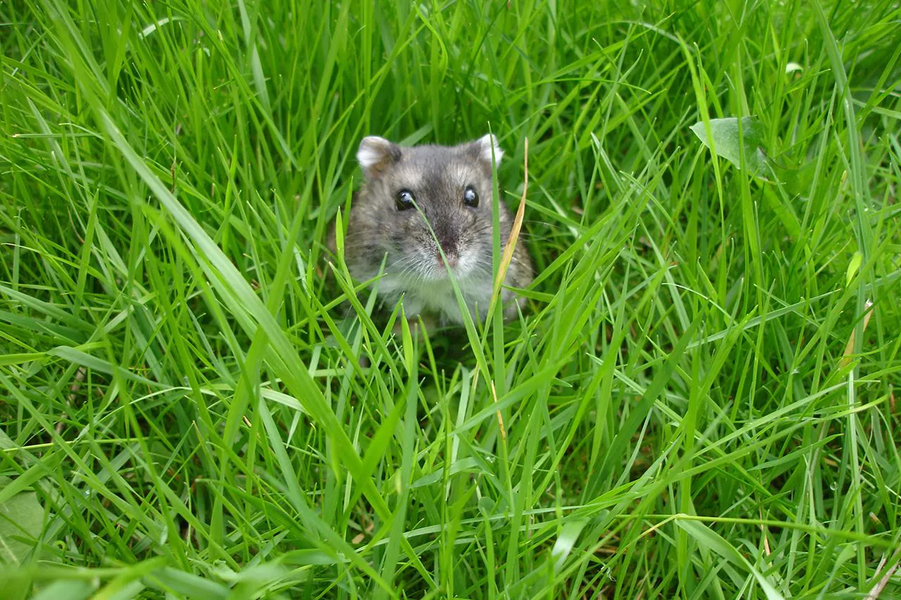 winter white dwarf hamster in grass