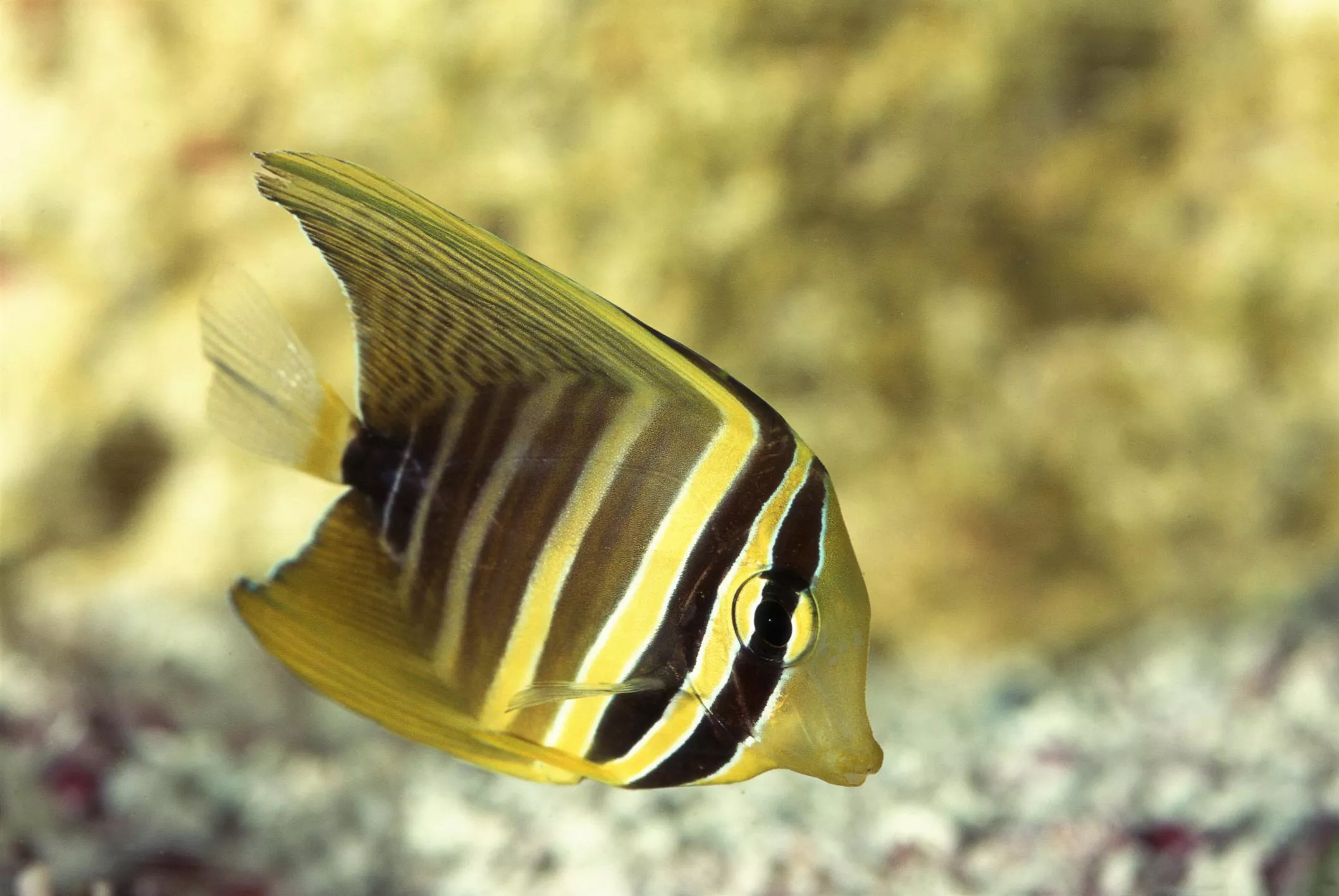 Striped sailfin tang